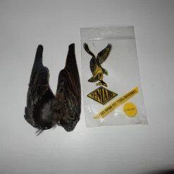 Veniard Kottaraisen Siipipari