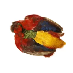 Veniard Kultafasaanin Nahka