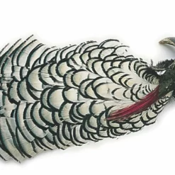 Veniard Amherst Fasaanin Pää #1