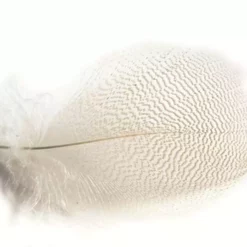 Veniard MALLARD DUCK DRAKEGREY FLANK MEDIUM NATURAL