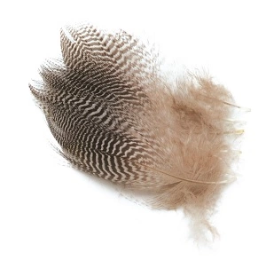 Wapsi Teal Barred Flank 3 Wapsi Teal Barred Flank