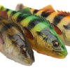 Savage Gear 4D Perch Shad 1 Savage Gear 4D Perch Shad -Talvikalastus Myyntikauppa perchshad 1