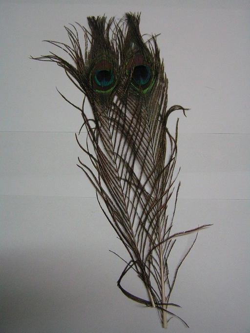 Riikinkukon Silmähöyhen Pari 3 Riikinkukon Silmähöyhen Pari