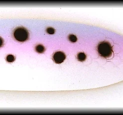 HK Varma Stinger -vetopelti, Väri:13